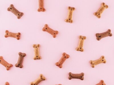 Onlineshop für Hundebedarf zu verkaufen