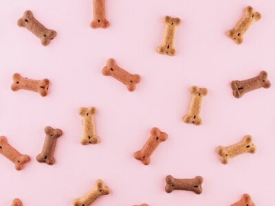 Plattform rund um den Hund inkl. App zu verkaufen